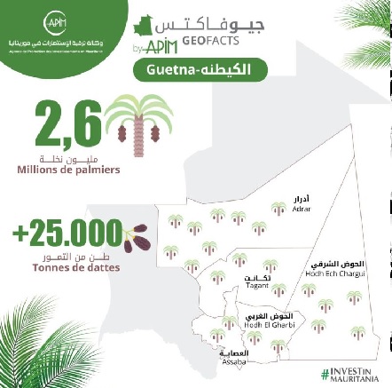Guetna : la tradition de la récolte des dattes au cœur des oasis mauritaniennes !